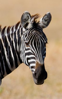 Zebranın portresini kapat