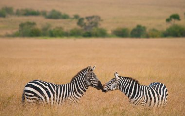Yüksek otların iki zebras