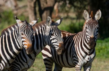 Zebralar yeşil çim zemin üzerine