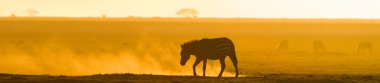 Zebra toz günbatımı ışığı.