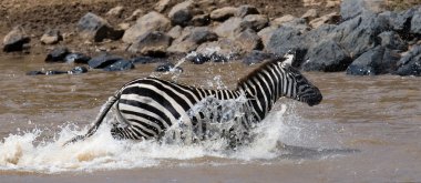 Zebra geçiş Mara Nehri