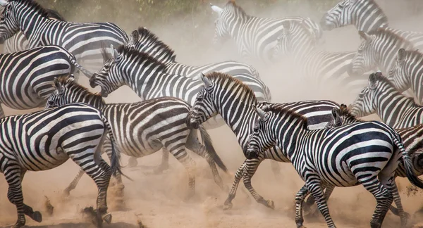 Élőhelye a zebra csorda. — Stock Fotó