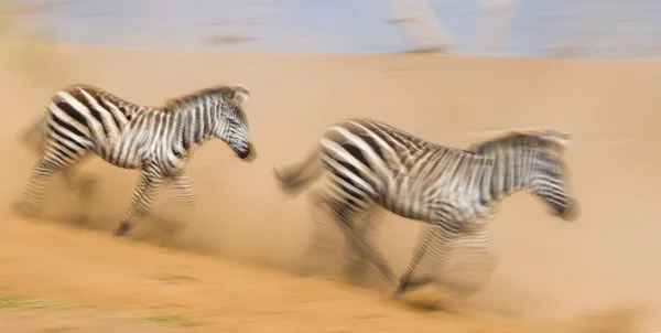 Zebror kör i dammet i rörelse — Stockfoto