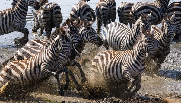 Manada de zebras em seu habitat correndo na água — Fotografia de Stock