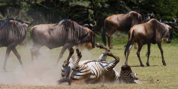 Zebra que jaz uma poeira — Fotografia de Stock