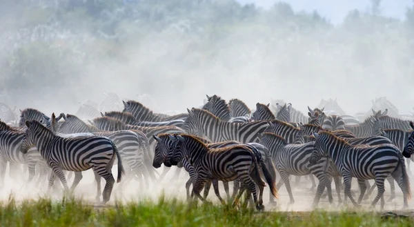 Zebraherde in ihrem Lebensraum. — Stockfoto