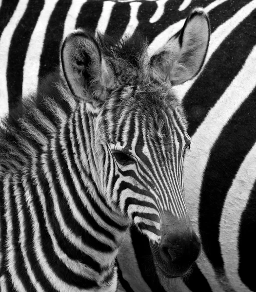 Close up retrato de zebra — Fotografia de Stock