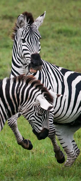 Two zebras in savannah — Stock Photo, Image