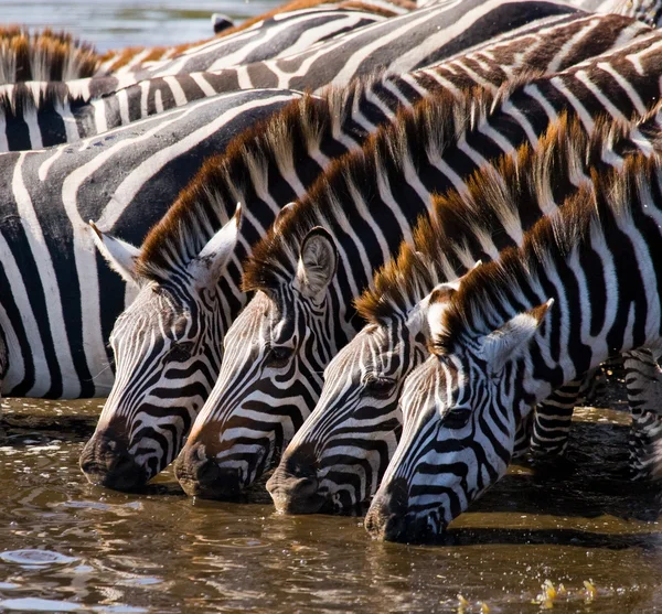 Zebra's kudde drinkwater — Stockfoto