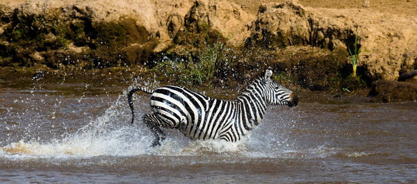 zebra crossing the river Mara.