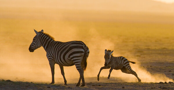 Zebra with baby in the dust