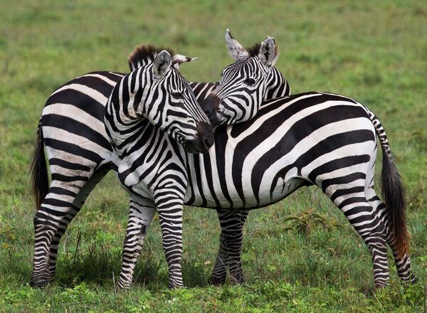 Two zebras in savannah,Kenya. Tanzania. National Park. Serengeti. Masai Mara.