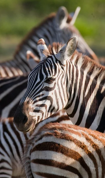 Крупным планом портрет зебры — стоковое фото