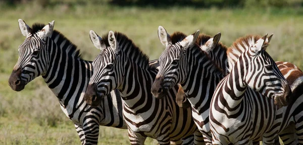 Élőhelye a zebra csorda. — Stock Fotó