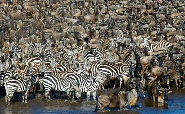 Zebras herd  drinking water — Stock Photo, Image