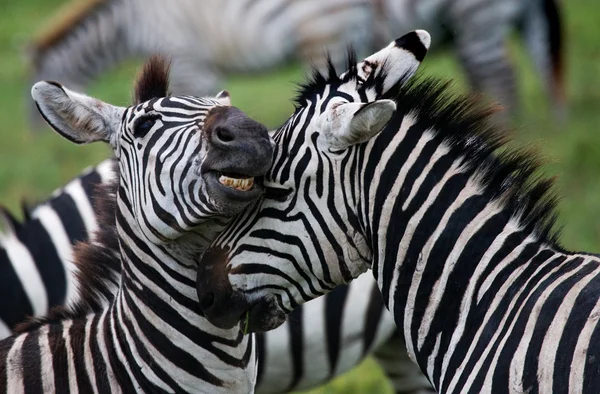 Close-up van portret van twee Zebra 's — Stockfoto