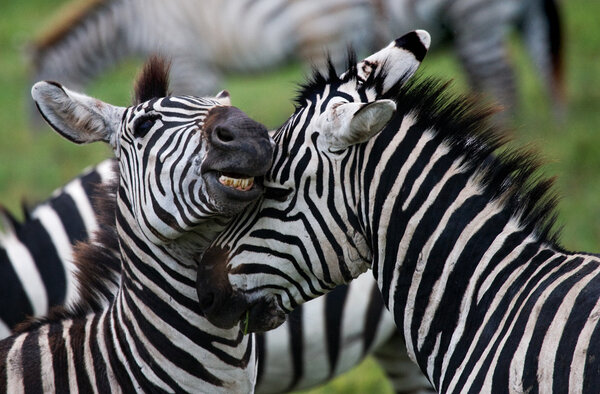Close up portrait of two zebras,Kenya. Tanzania. National Park. Serengeti. Masai Mara.