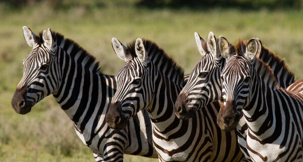 Zebras herd in its habitat. Kenya and Tanzania. National parks in the Masai Mara and the Serengeti.