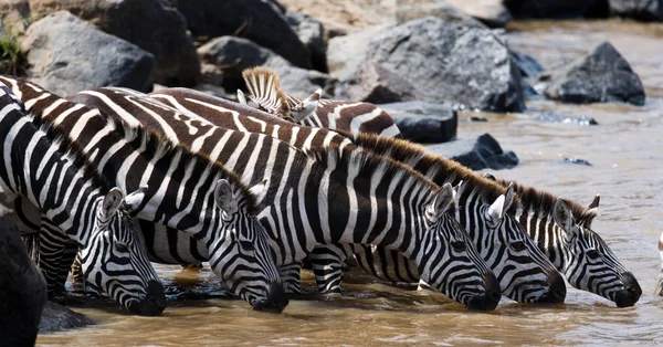 A zebrák ivóvíz folyó csoport. — Stock Fotó