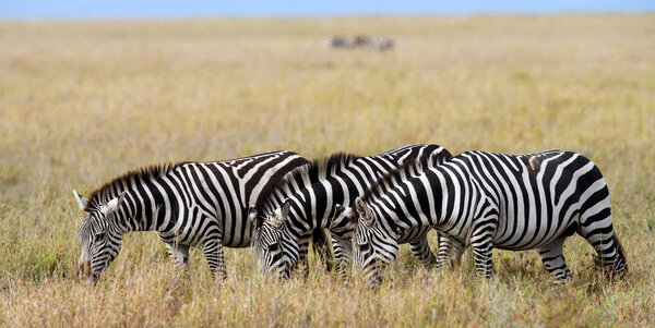 Group of zebras in the savannah,Kenya. Tanzania. National Park. Serengeti. Masai Mara.