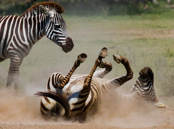 Zebra lying a dust