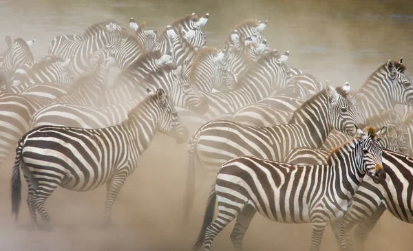 Zebras kawanan di habitatnya . — Stok Foto