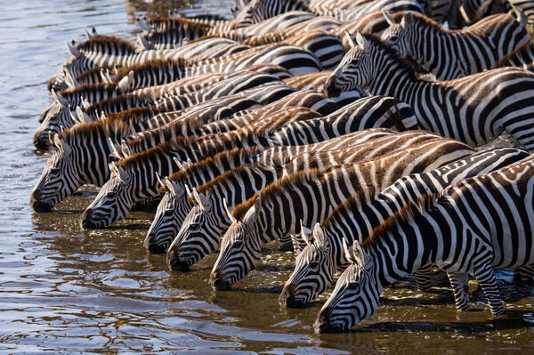 Zebras herd  drinking water