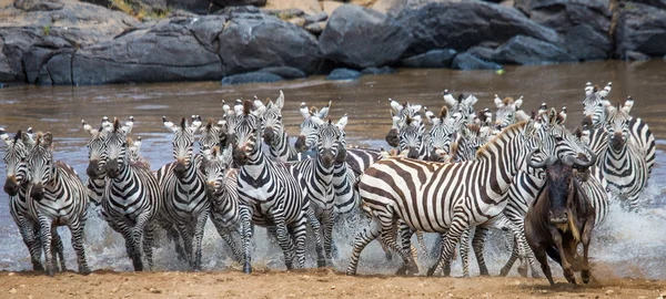 Zebra csorda annak élőhelyét, fut a víz — Stock Fotó