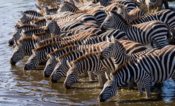 Zebra's kudde drinkwater — Stockfoto