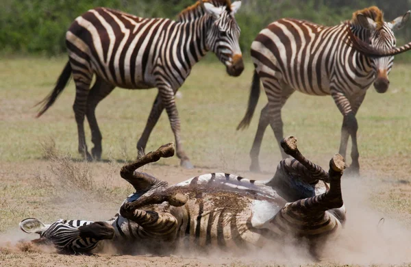 Zebra lying a dust — Stock Photo, Image