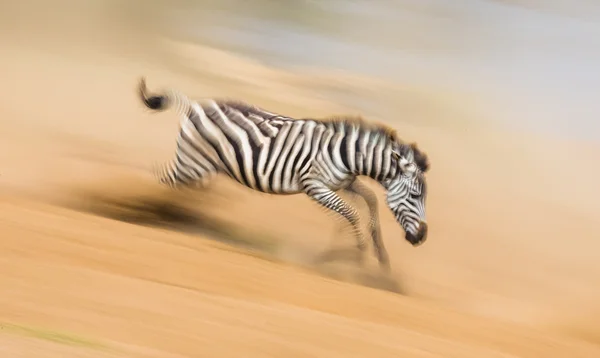 Zebra futnak a porban, a mozgás — Stock Fotó