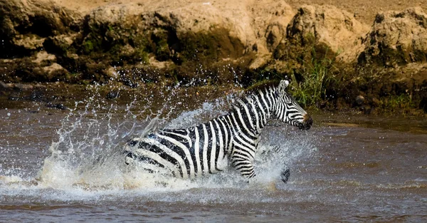 Zebra crossing the river Mara — Stock Photo, Image