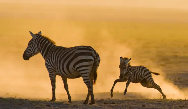Zebra med baby i dammet — Stockfoto