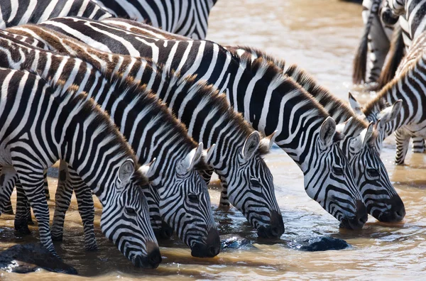 Grupp av zebror dricksvatten från floden. — Stockfoto