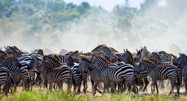 Зебры стадо в своей среде обитания . — стоковое фото