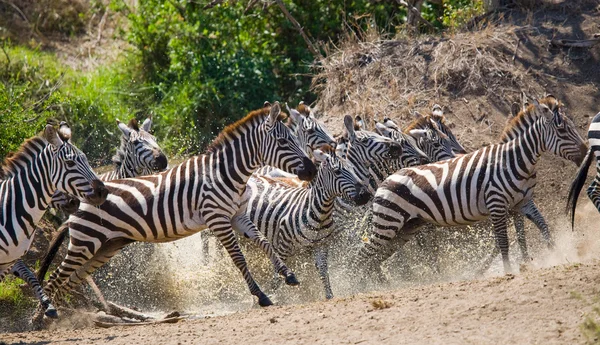 Zebra csorda annak élőhelyét, fut a víz — Stock Fotó