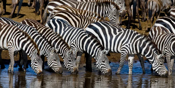 Zebras rebanho água potável — Fotografia de Stock