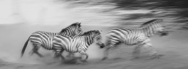 Zebras kawanan di habitatnya . — Stok Foto