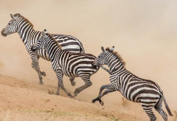 Las cebras corren en el polvo en movimiento — Foto de Stock