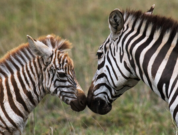 Mother zebra and cub in savannah,Kenya. Tanzania. National Park. Serengeti. Masai Mara.