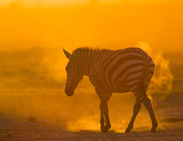 Zebra in the dust on sunset lightKenya. Tanzania. National Park. Serengeti. Masai Mara.