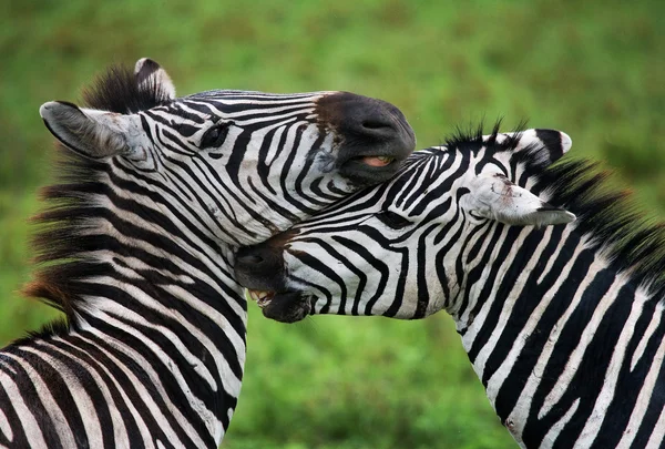 Close-up van portret van twee Zebra 's — Stockfoto