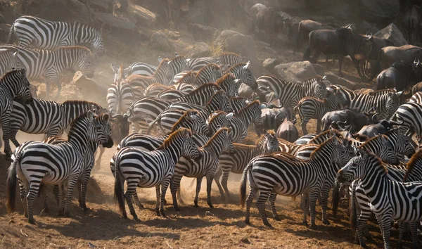 Manada de zebras no seu habitat . — Fotografia de Stock