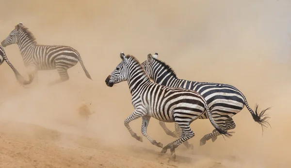 Zebras are running in the dust in motion — Stock Photo, Image