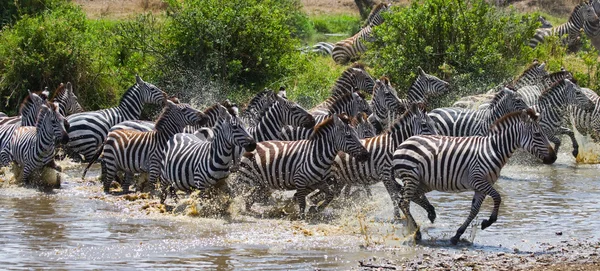 Zebror besättningen i dess livsmiljö köra på vatten — Stockfoto