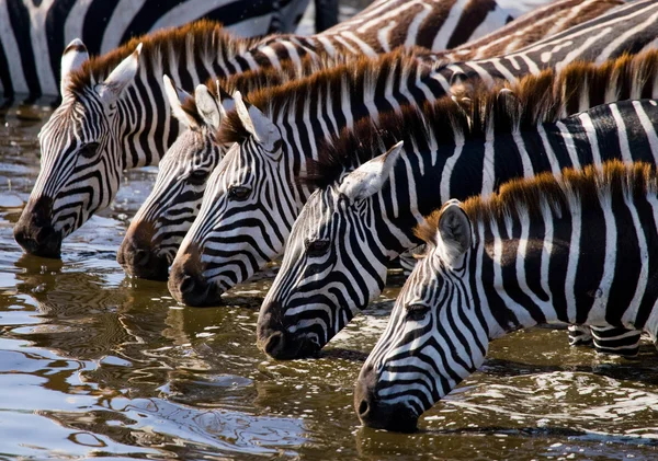 Zebras rebanho água potável — Fotografia de Stock