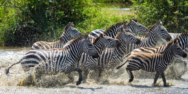 Manada de cebras en su hábitat corriendo sobre el agua — Foto de Stock