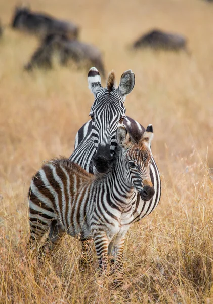 Dvě zebry v savannah — Stock fotografie