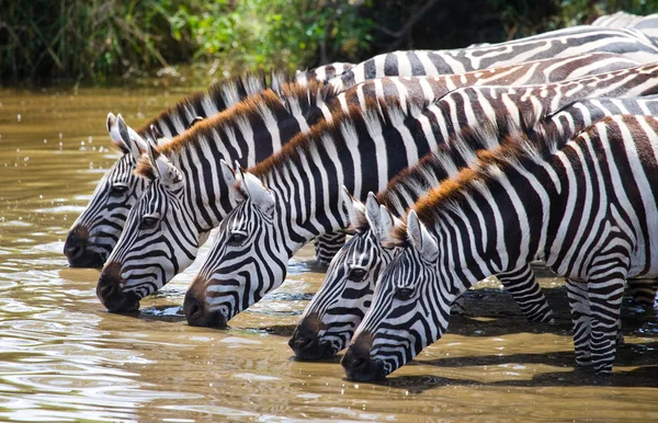 Zebras rebanho água potável — Fotografia de Stock