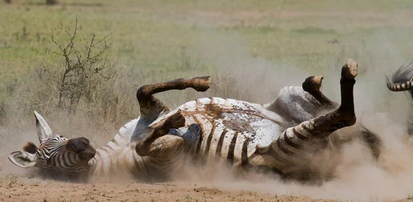 Zebra liegt im Staub — Stockfoto